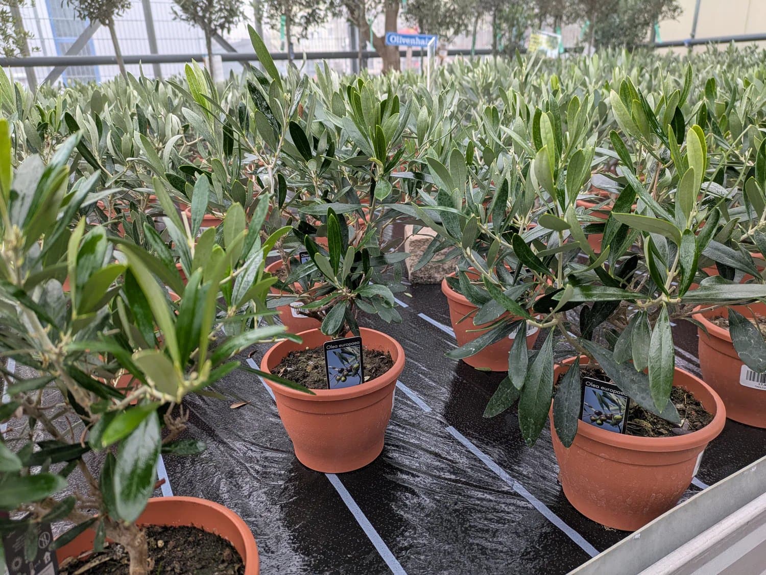 Olive_zweifaehrig_e.jpg