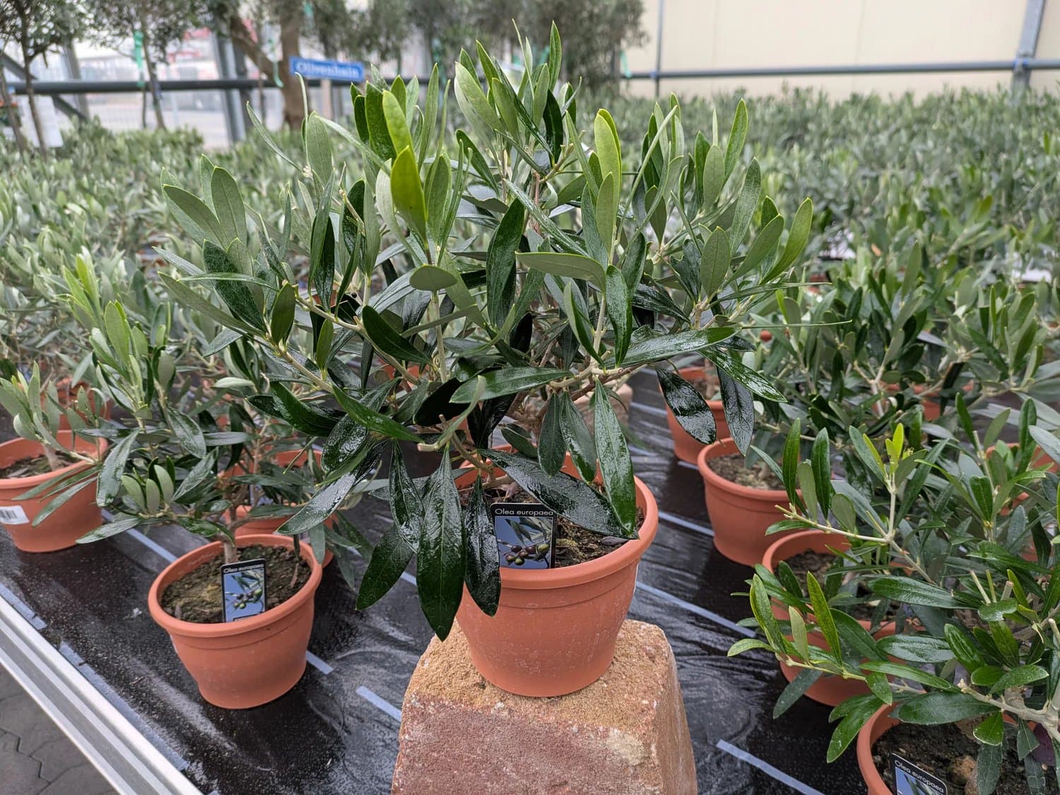Olive_zweifaehrig_d.jpg