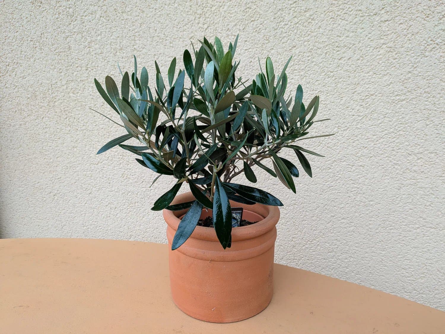 Olive_zweifaehrig_c.jpg