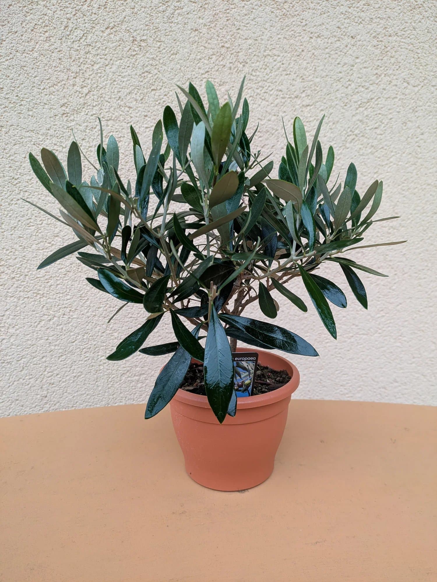 Olive_zweifaehrig_a.jpg
