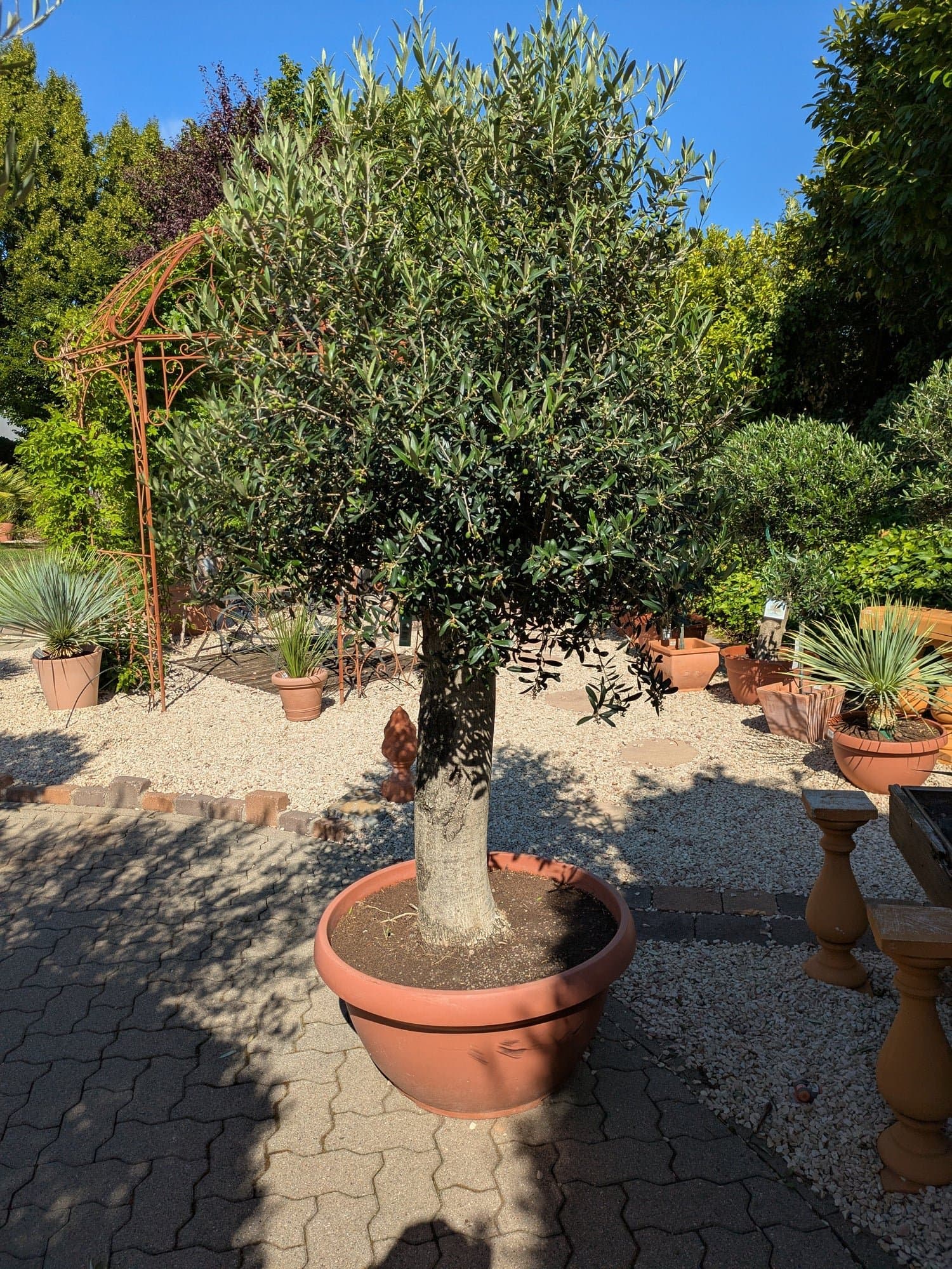 Olivenbaum_100_Jahre_975.-_26_1.jpg