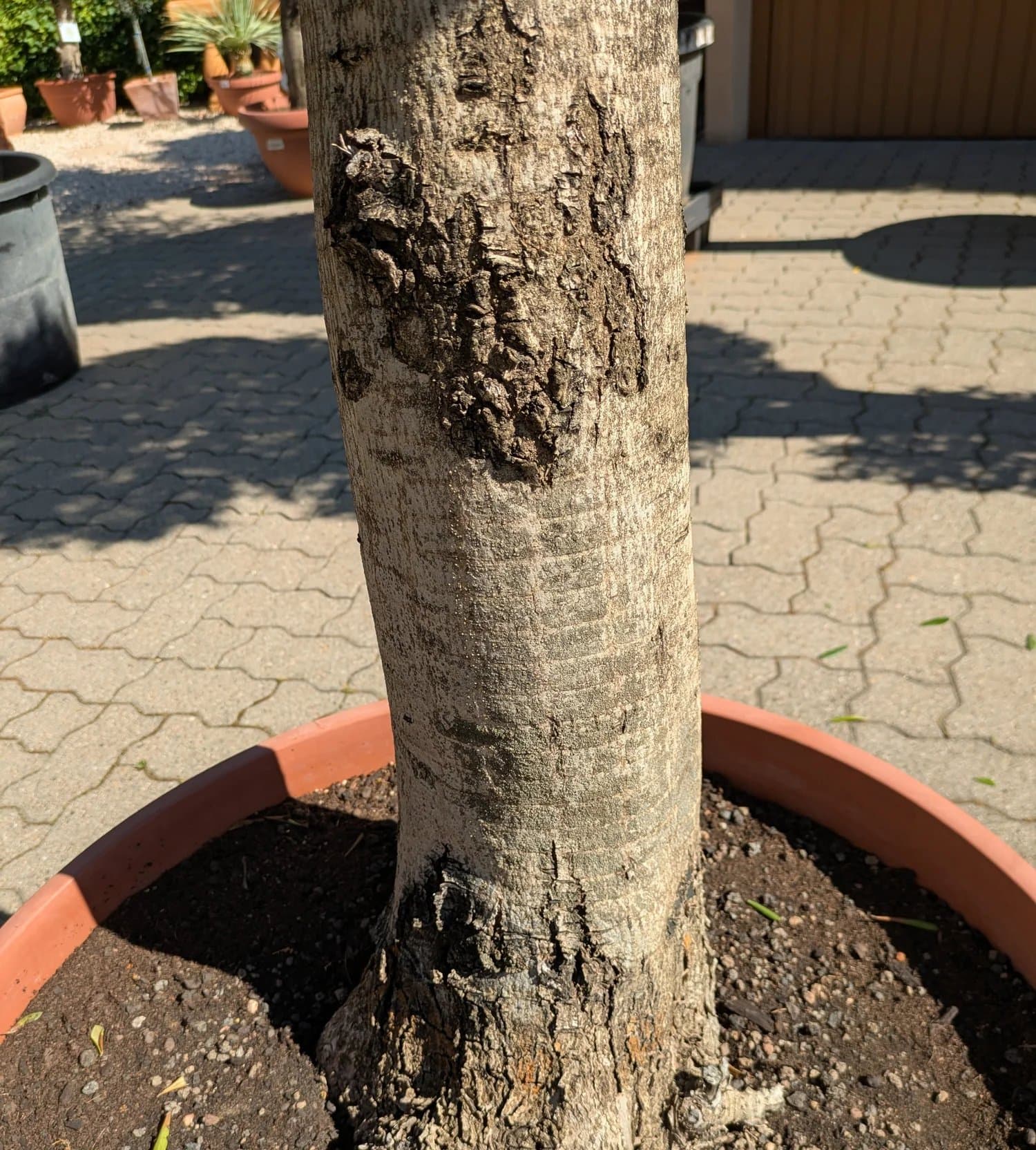 Olivenbaum100Jahre975.-262.jpg