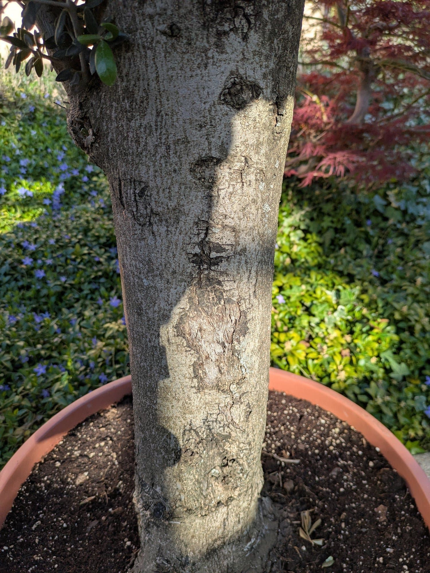 Olive_Baum_Bonsai_50_Liter_399.-.-_Stamm.jpg