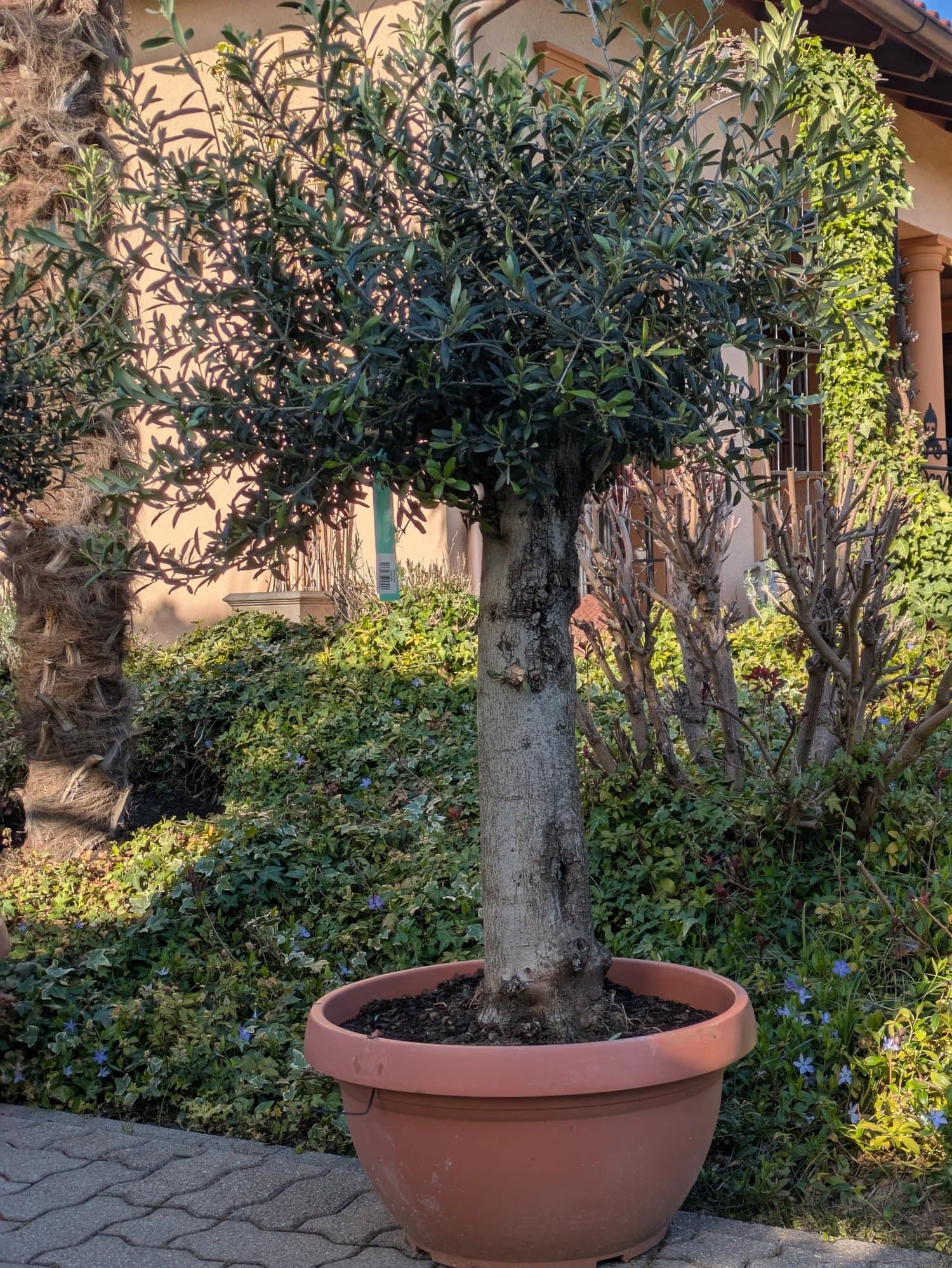OliveBaumBonsai50Liter399.-b.jpg