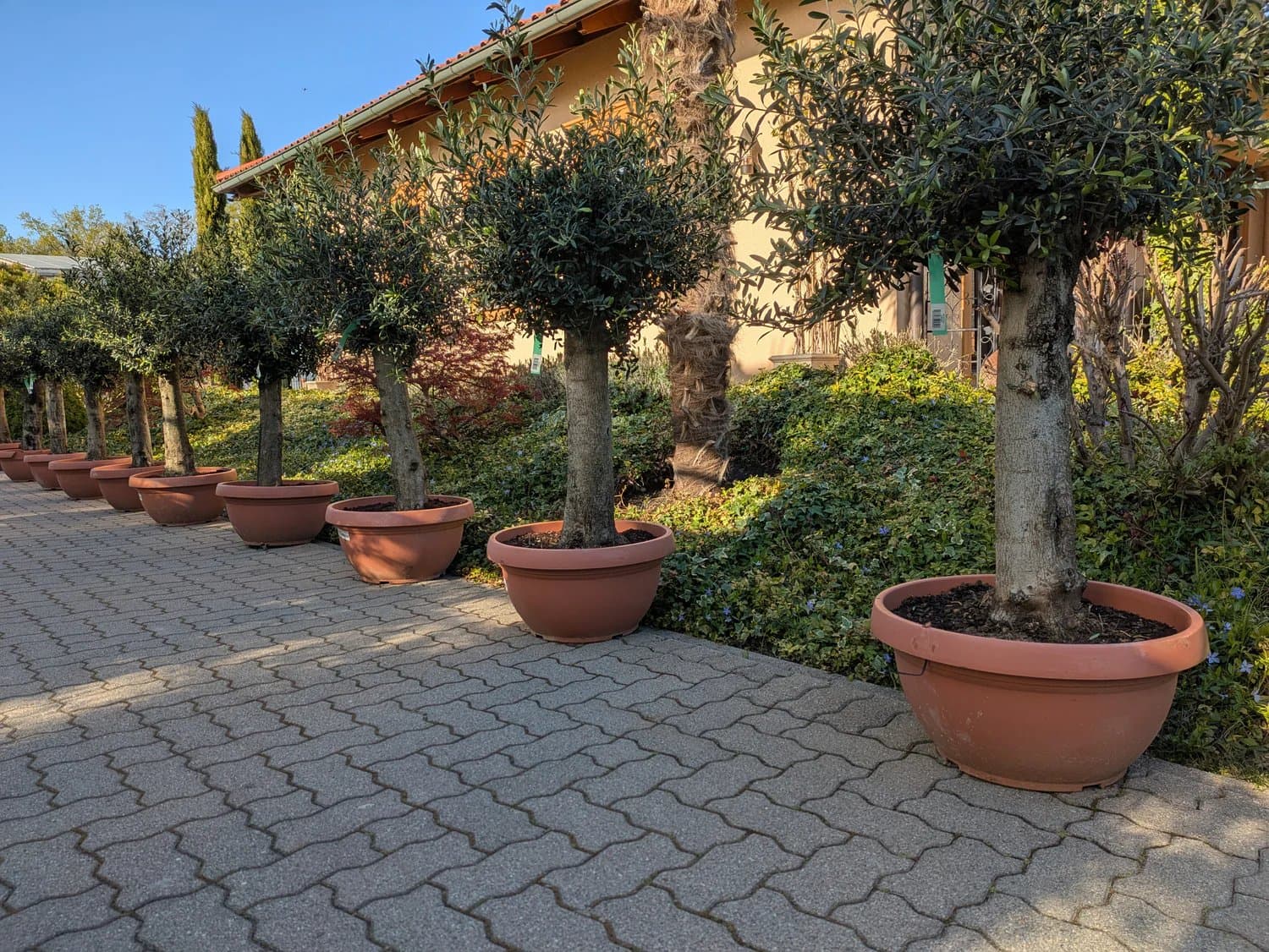 Olive_Baum_Bonsai_50_Liter_399.-_d.jpg