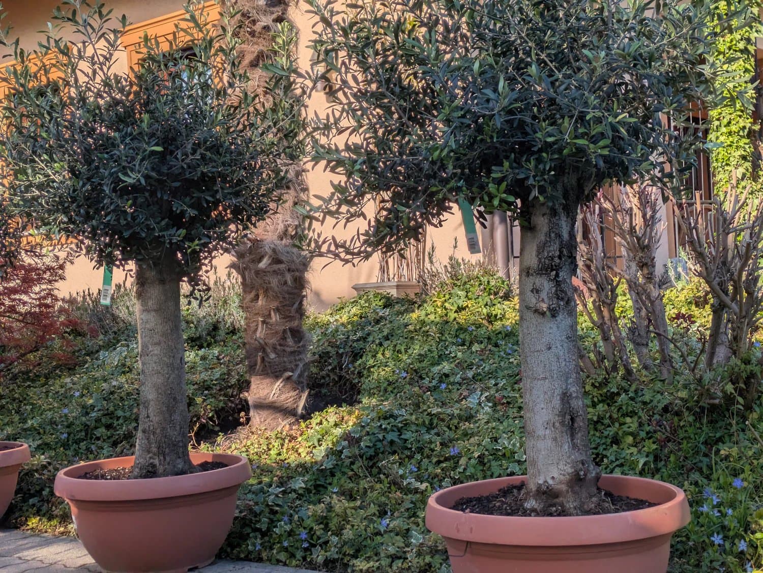Olive_Baum_Bonsai_50_Liter_399.-_a.jpg