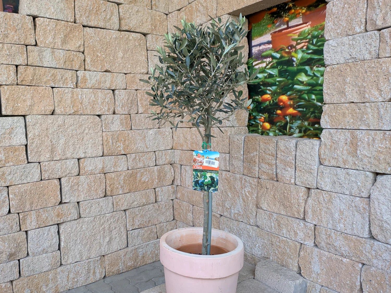 Olivenbaum_79.-_3.jpg
