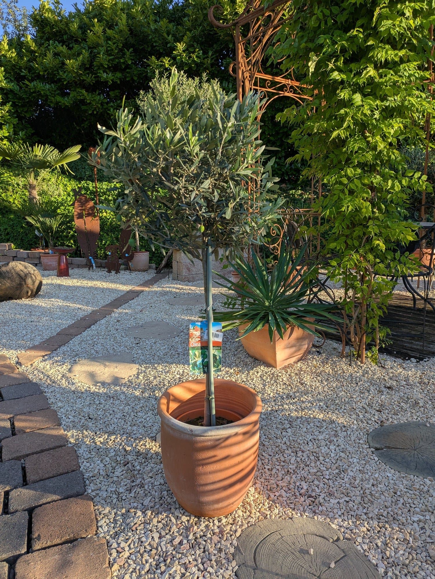 Olivenbaum_79.-_b_bf810695-e494-41a8-b859-1c0eba8f2fa2.jpg