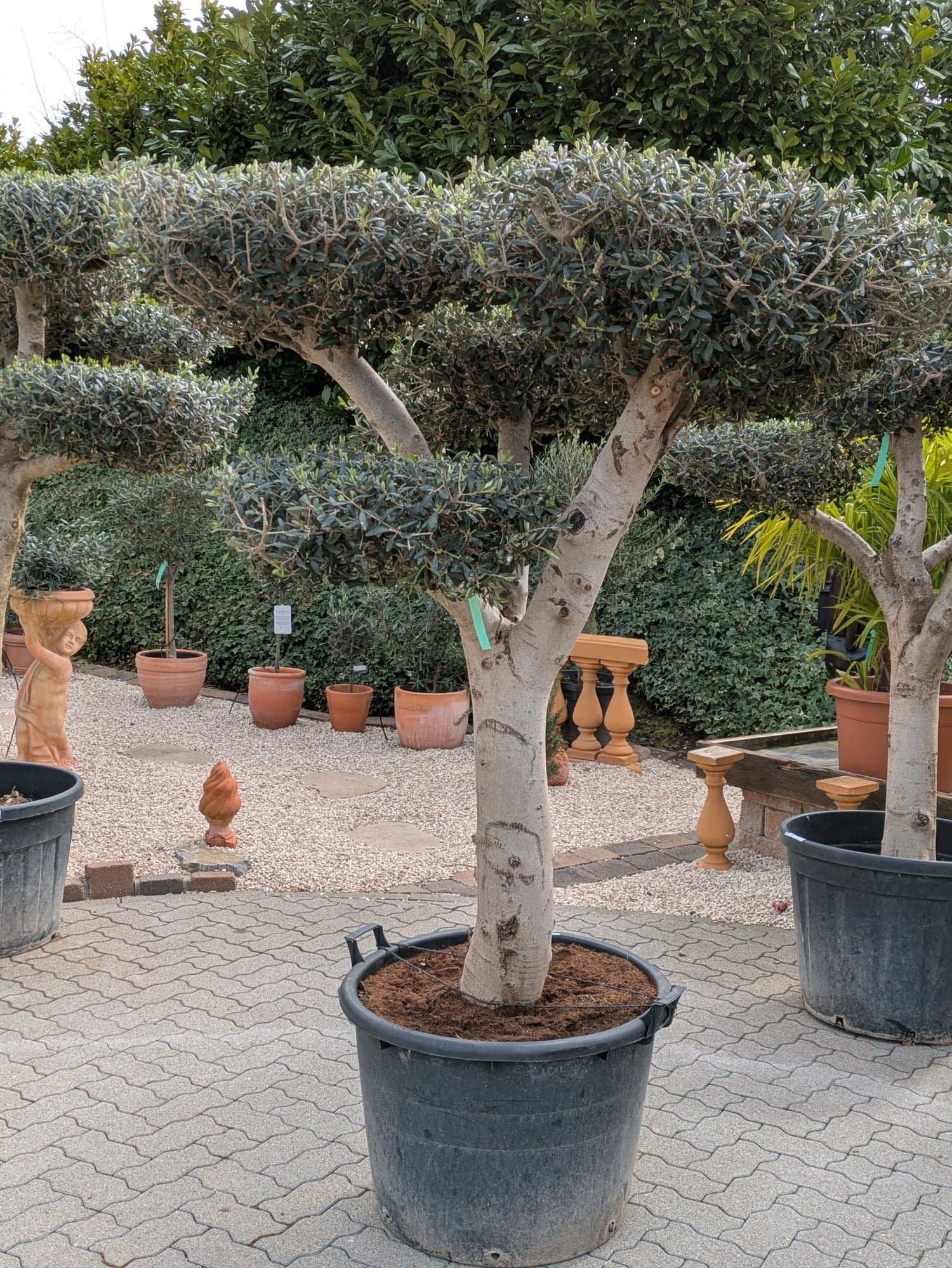 OliveBommelYoungskin1xxl.jpg