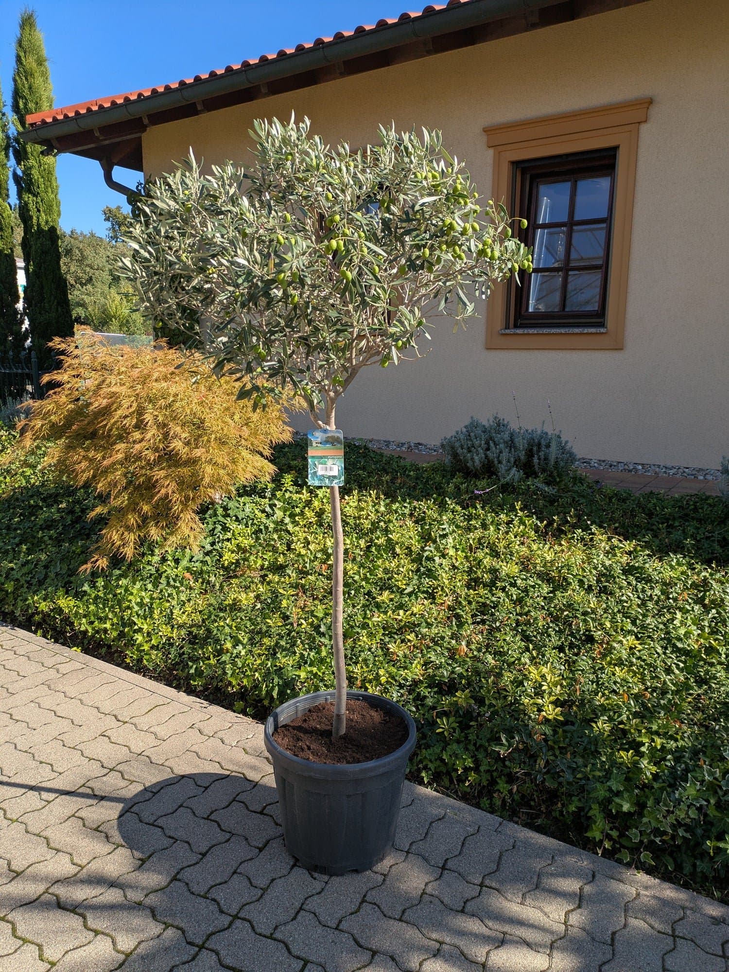 Olivenbaum_189.-_a.jpg