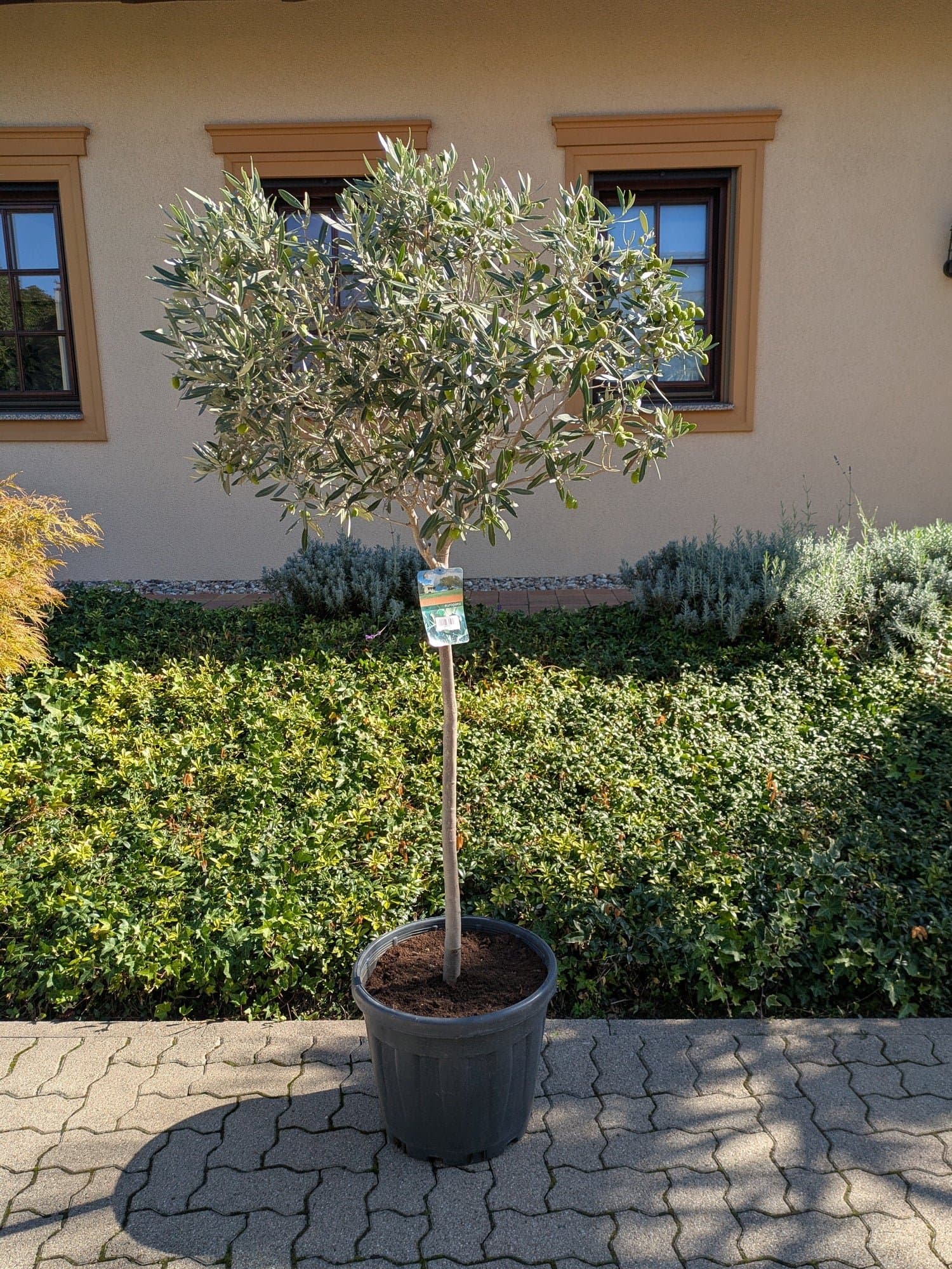 Olivenbaum189.-c.jpg