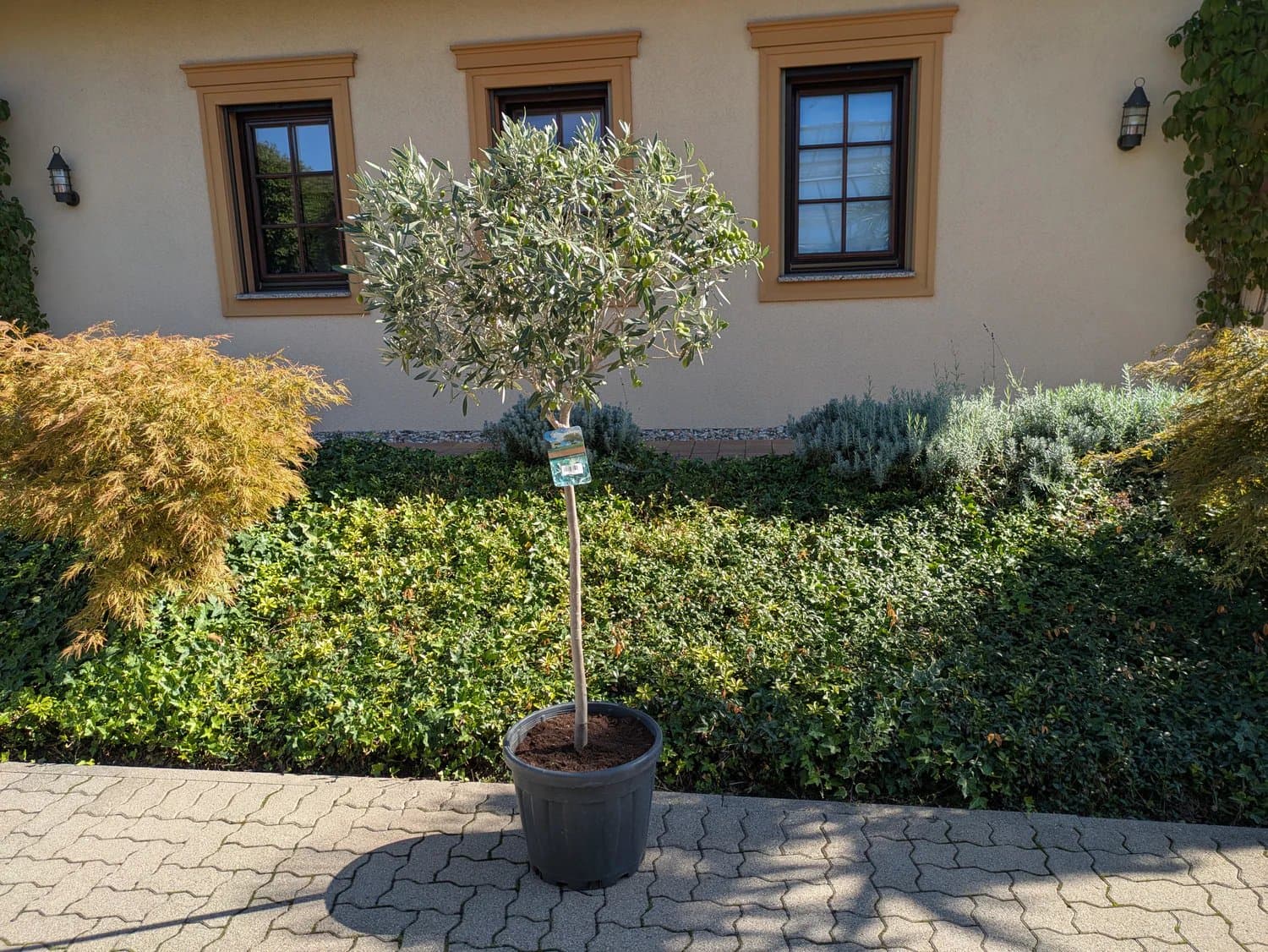 Olivenbaum_189.-_b.jpg