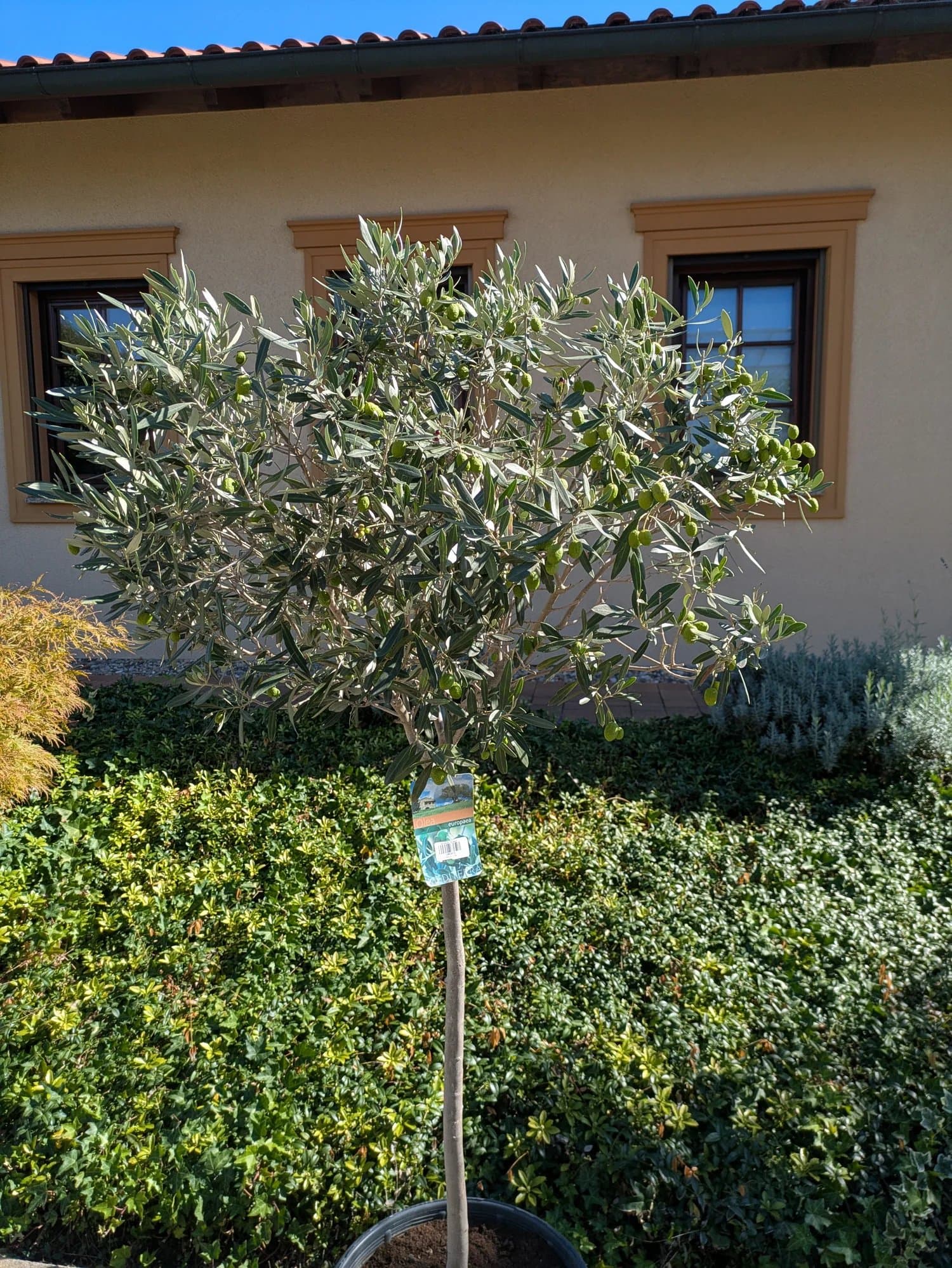 Olivenbaum_189..jpg
