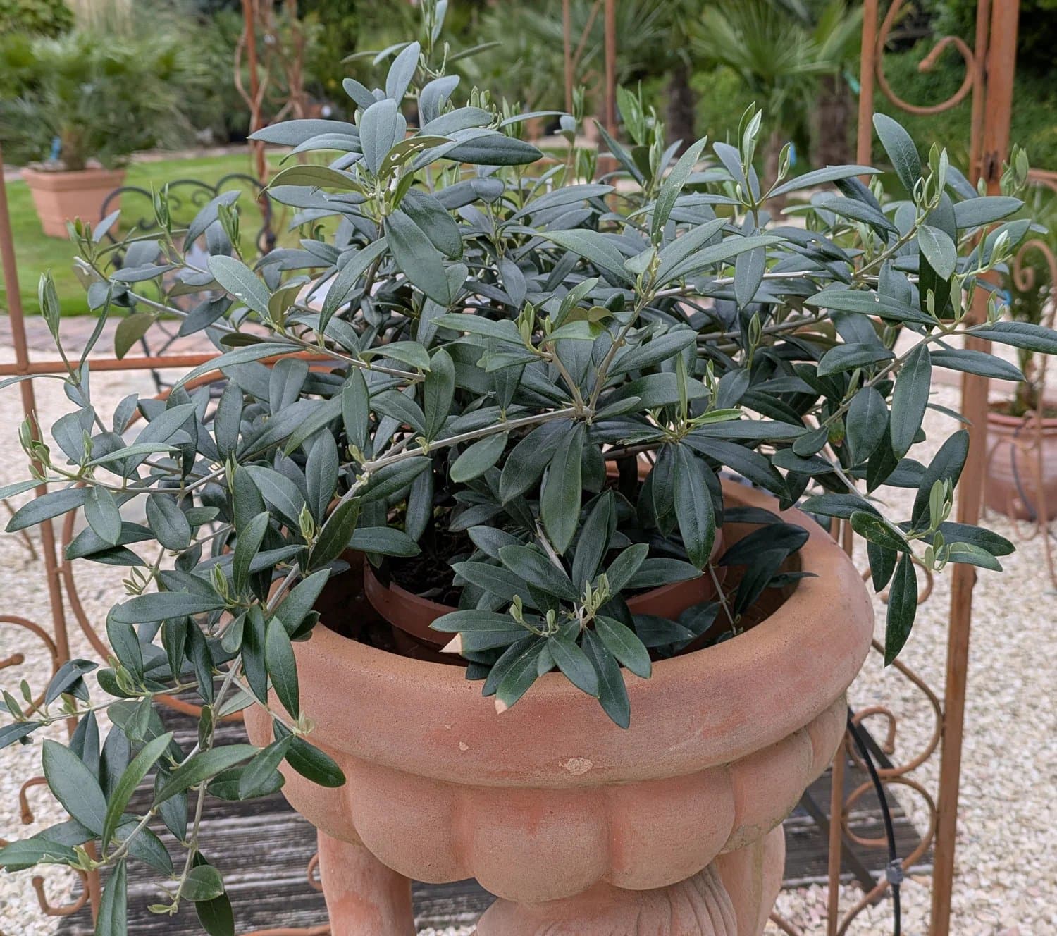 Olive_Schale_39.-._f.jpg
