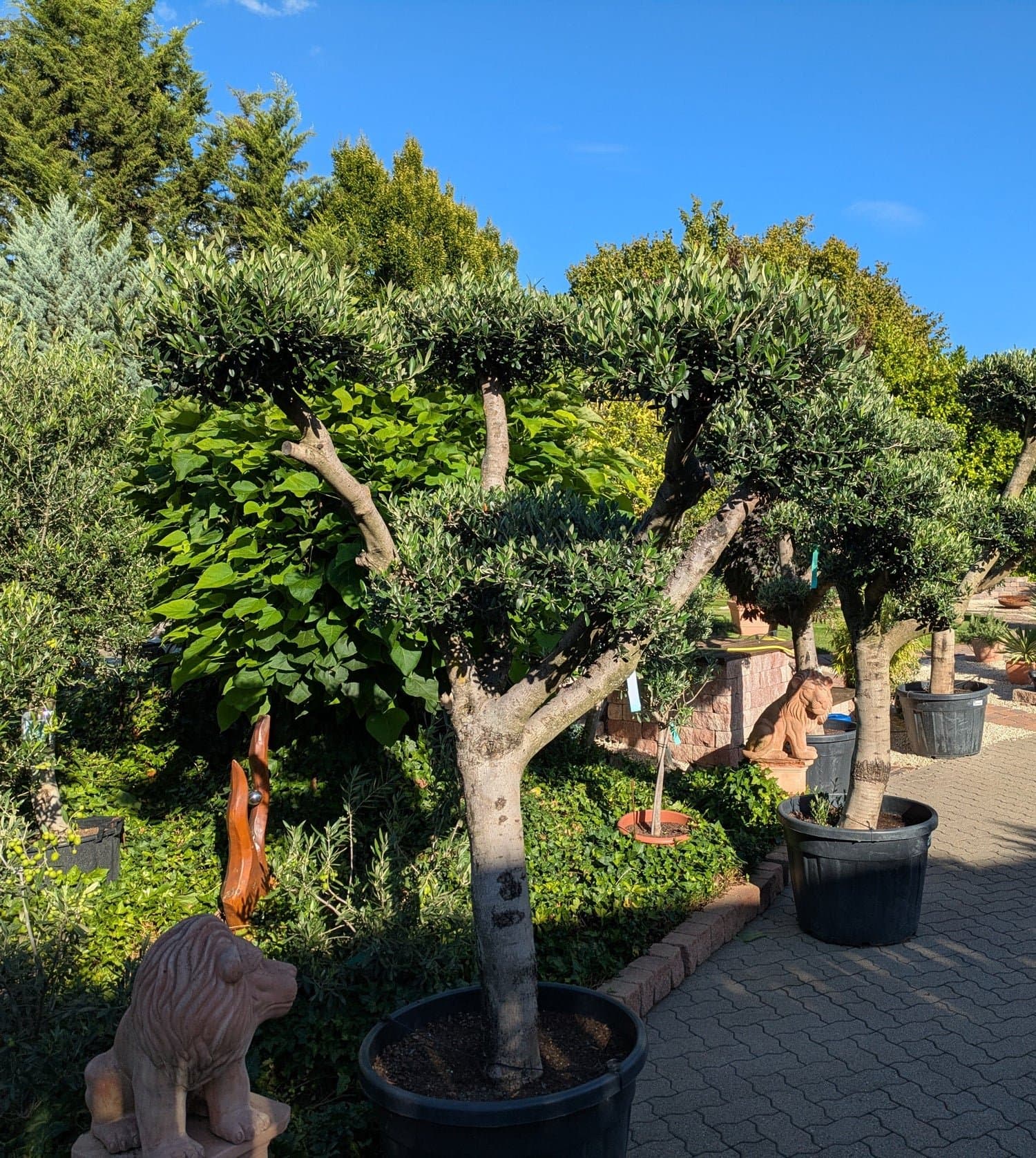 OlivePonPon1198.-b.jpg