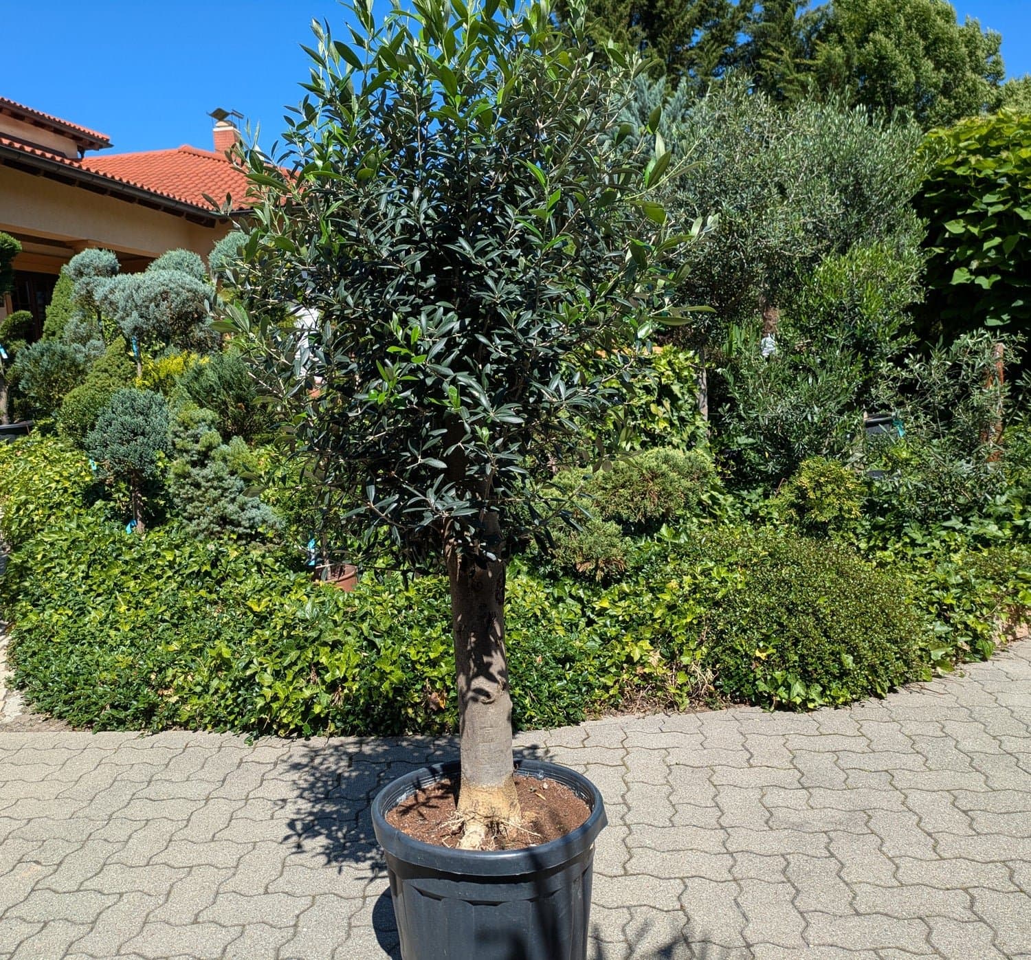 Olivenbaum_40_Jahre_d.jpg