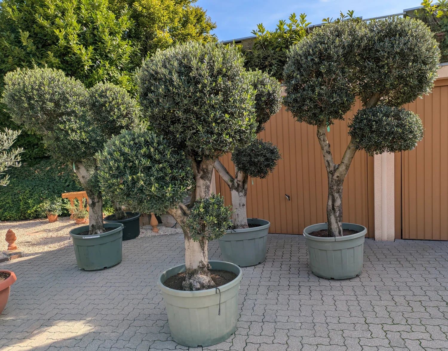 Olivenbaum_Ballshape_c.jpg