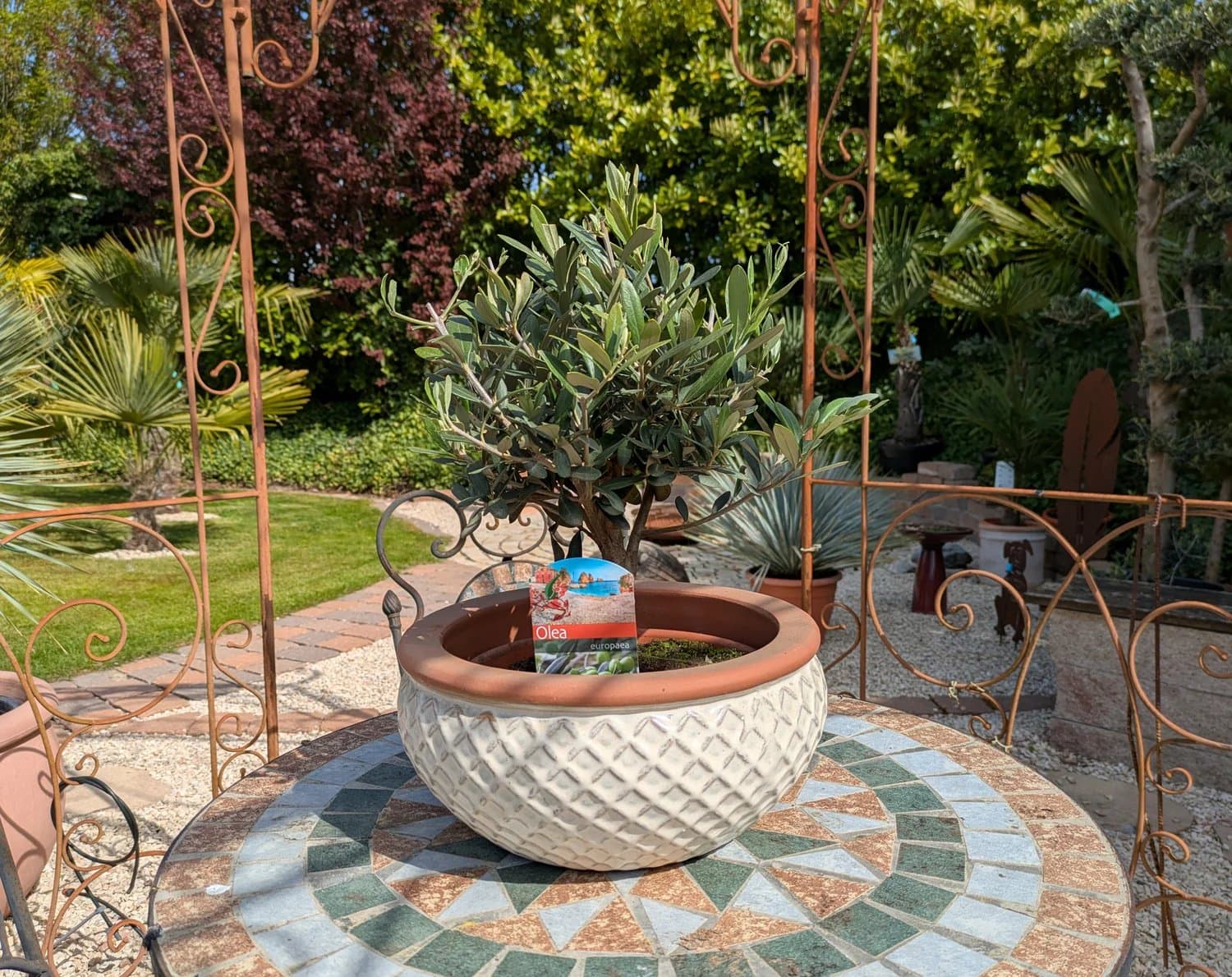 Olivenbonsai38_5026c.jpg