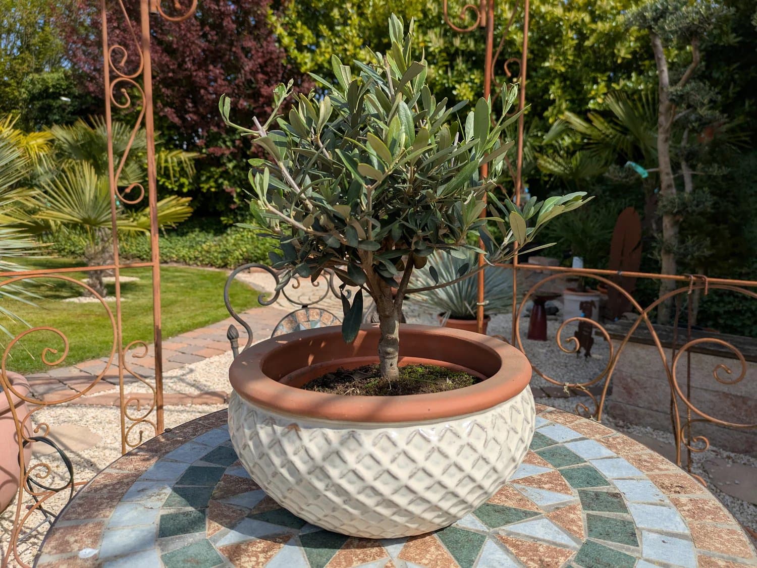 Olivenbonsai_38_50_26_b.jpg