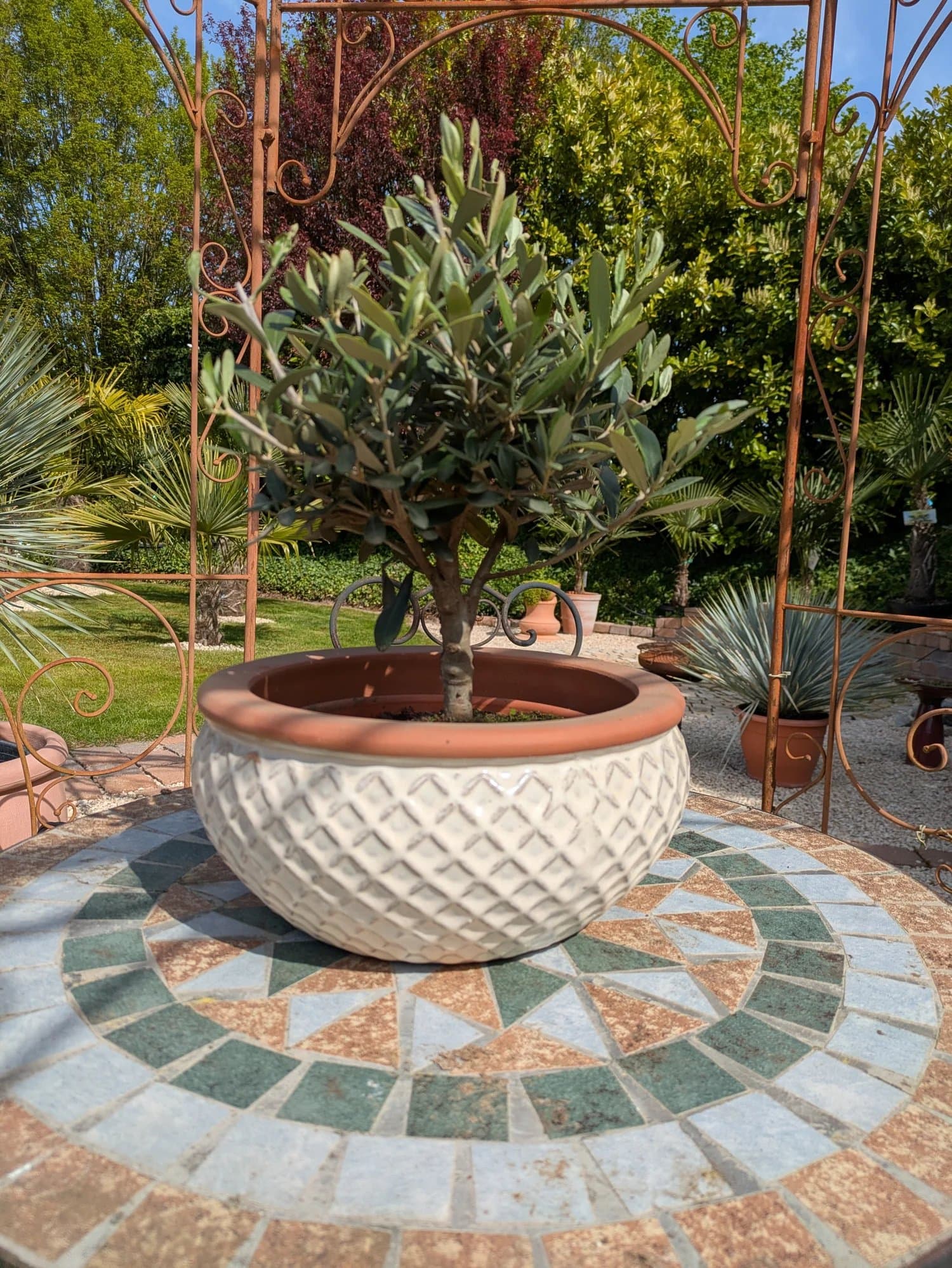 Olivenbonsai_38_50_26_a.jpg
