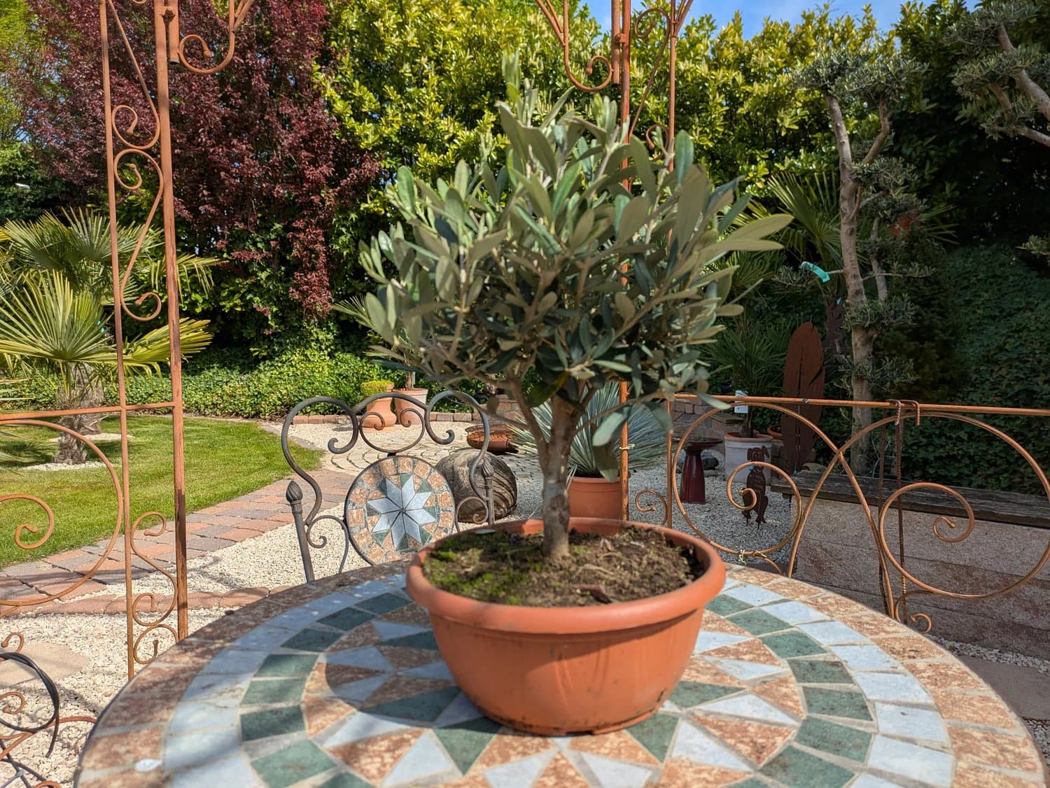 Olivenbonsai_38_50_26.jpg