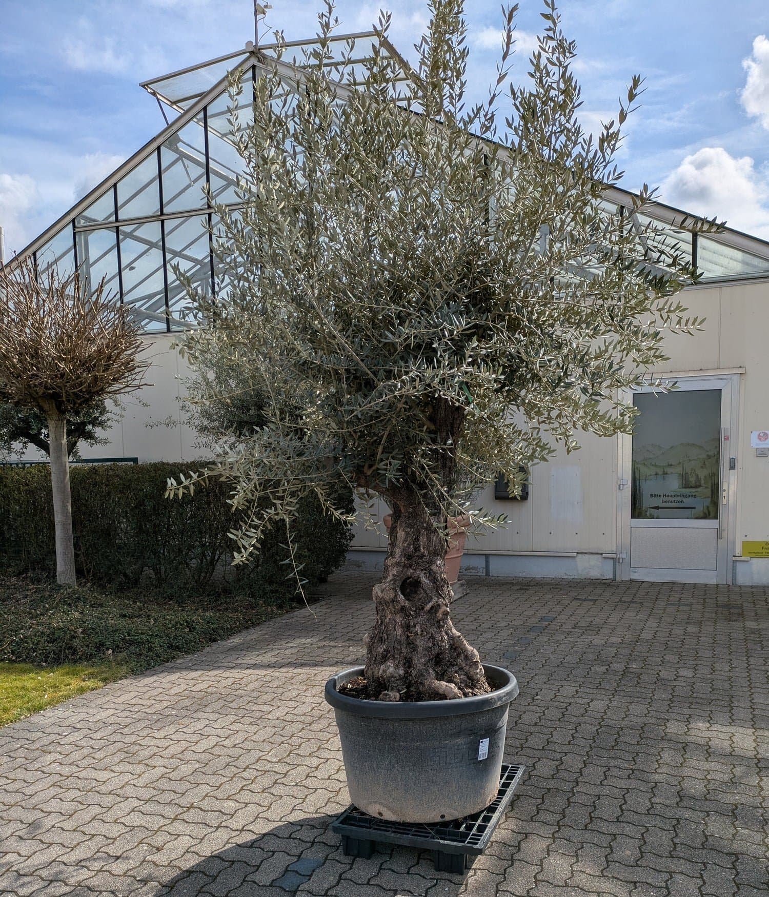 Olivenbaum_160Jahre_verzweigt_2026_e.jpg