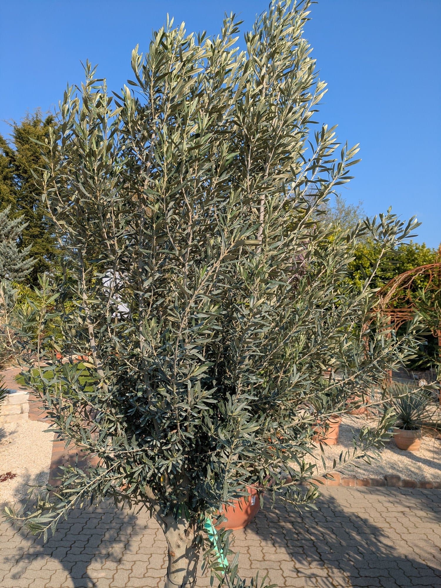 Olivenbaum_cipressino_omega_2026.jpg