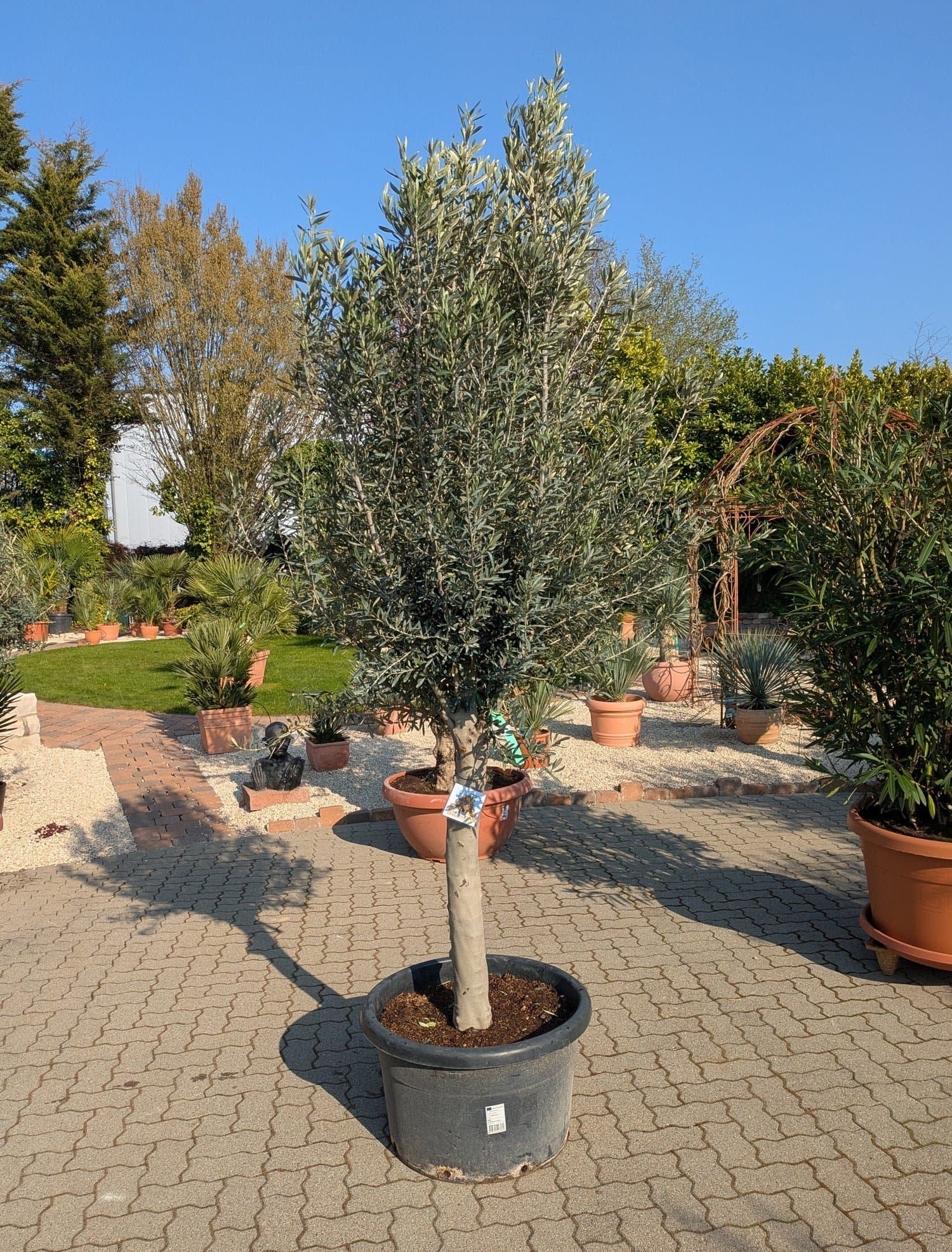 Olivenbaum_cipressino_omega_2026_d.jpg