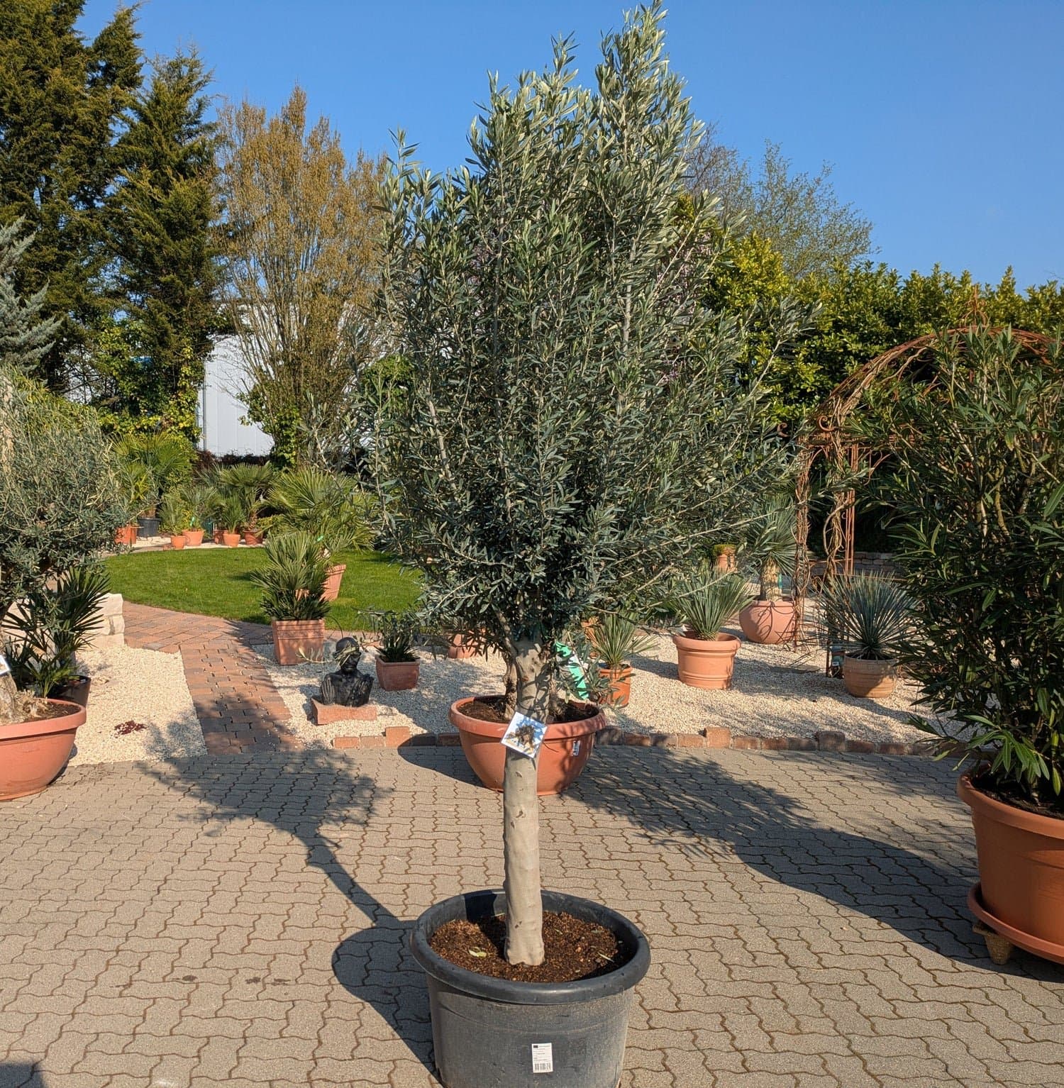 Olivenbaum_cipressino_omega_2026_c.jpg