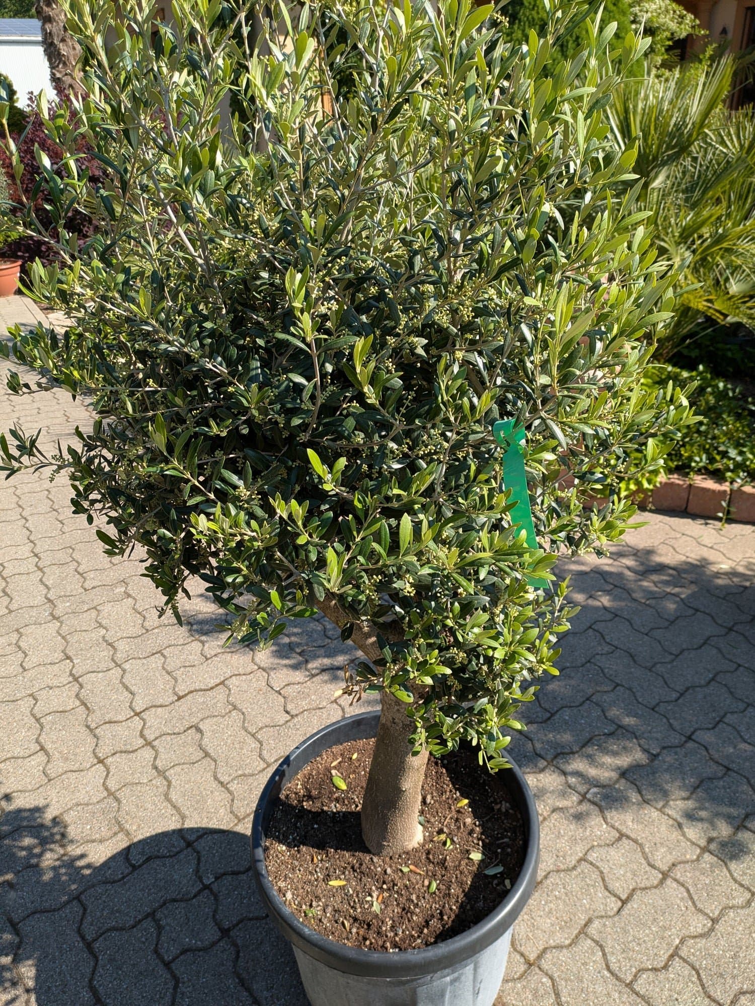 Olivenbaum_249_26_c.jpg