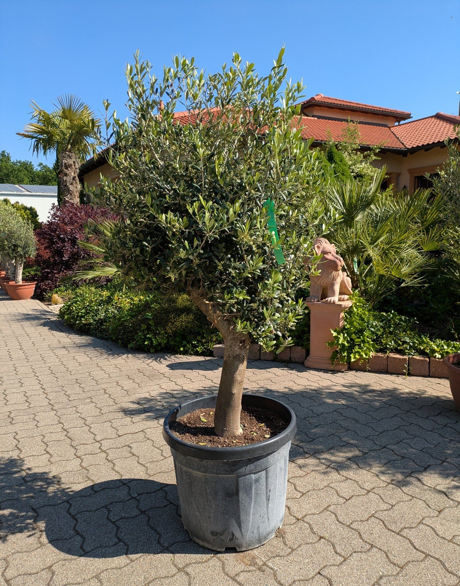 Olivenbaum_249_26_e.jpg