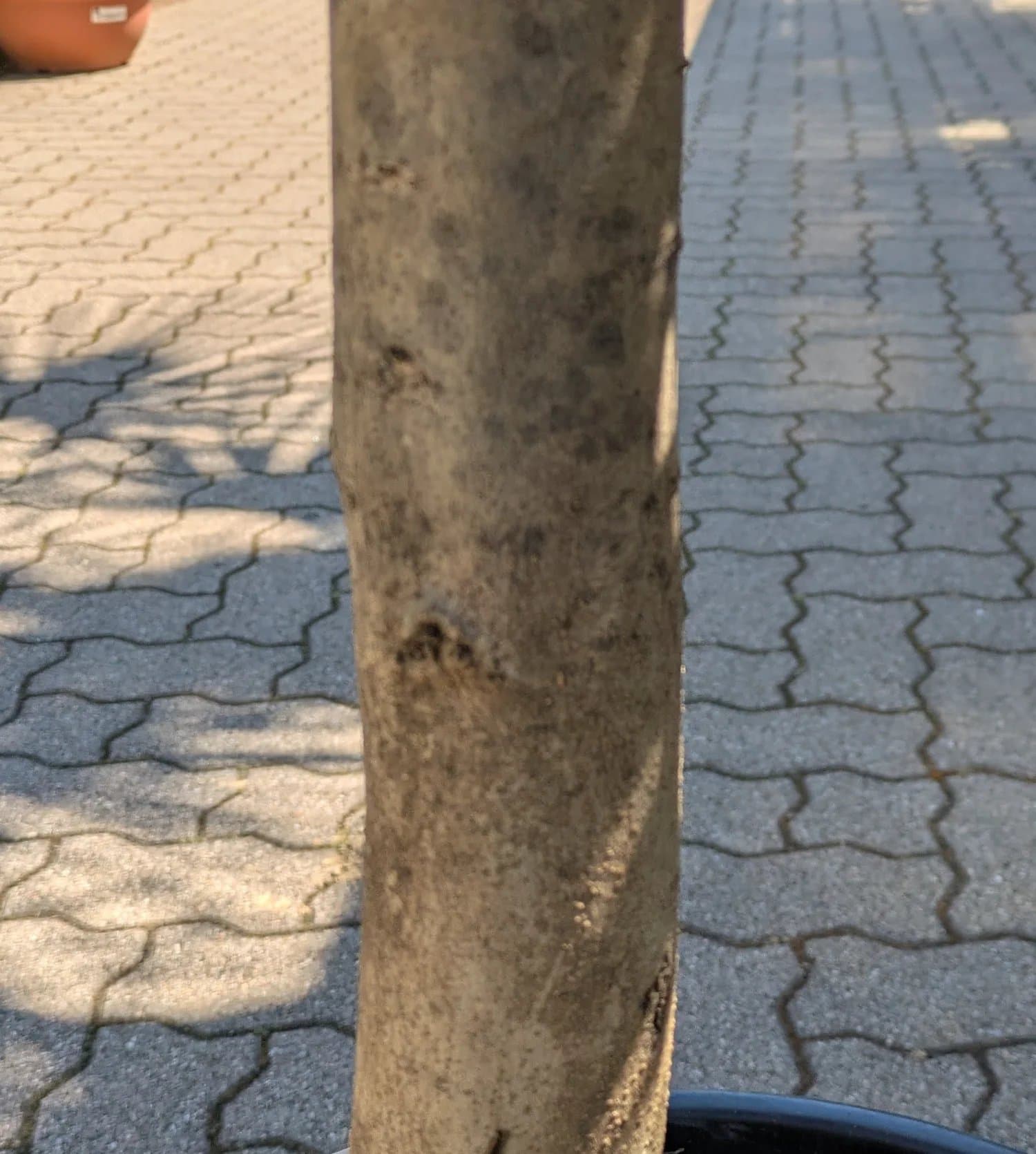 Olivenbaum_35_Jahre_Stamm.jpg
