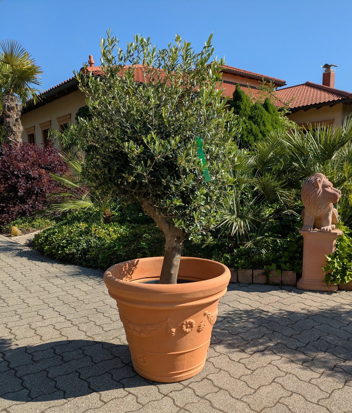 Olivenbaum_249_26_a.jpg
