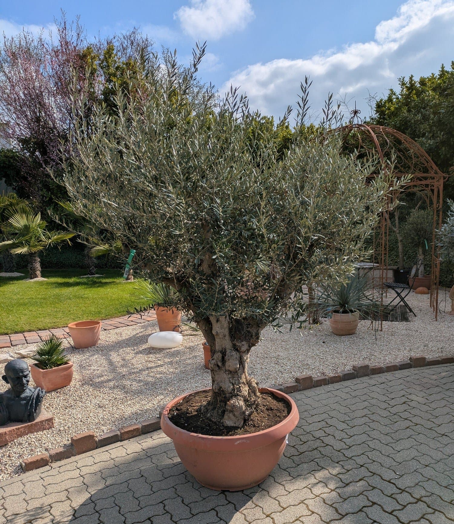 Olivenbaum_2026_verzweigt_Bowl_160l_c.jpg