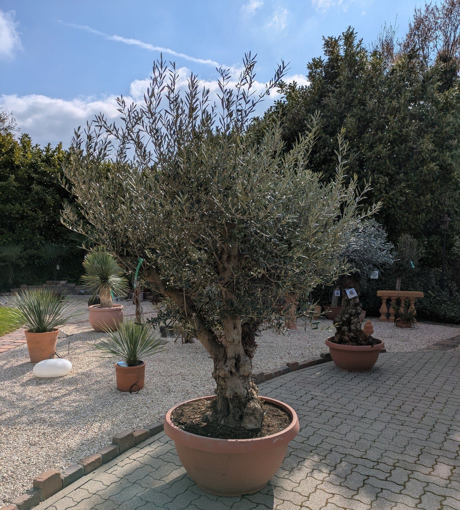 Olivenbaum_2026_verzweigt_Bowl_160l_a.jpg
