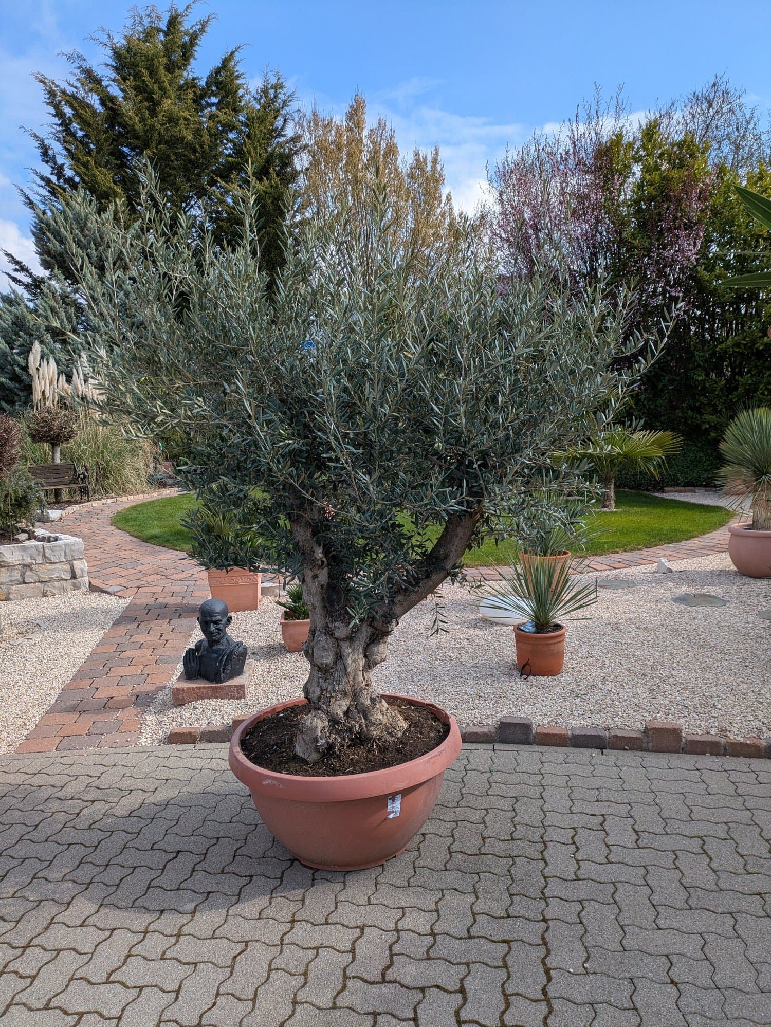 Olivenbaum_2026_verzweigt_Bowl_160l.jpg