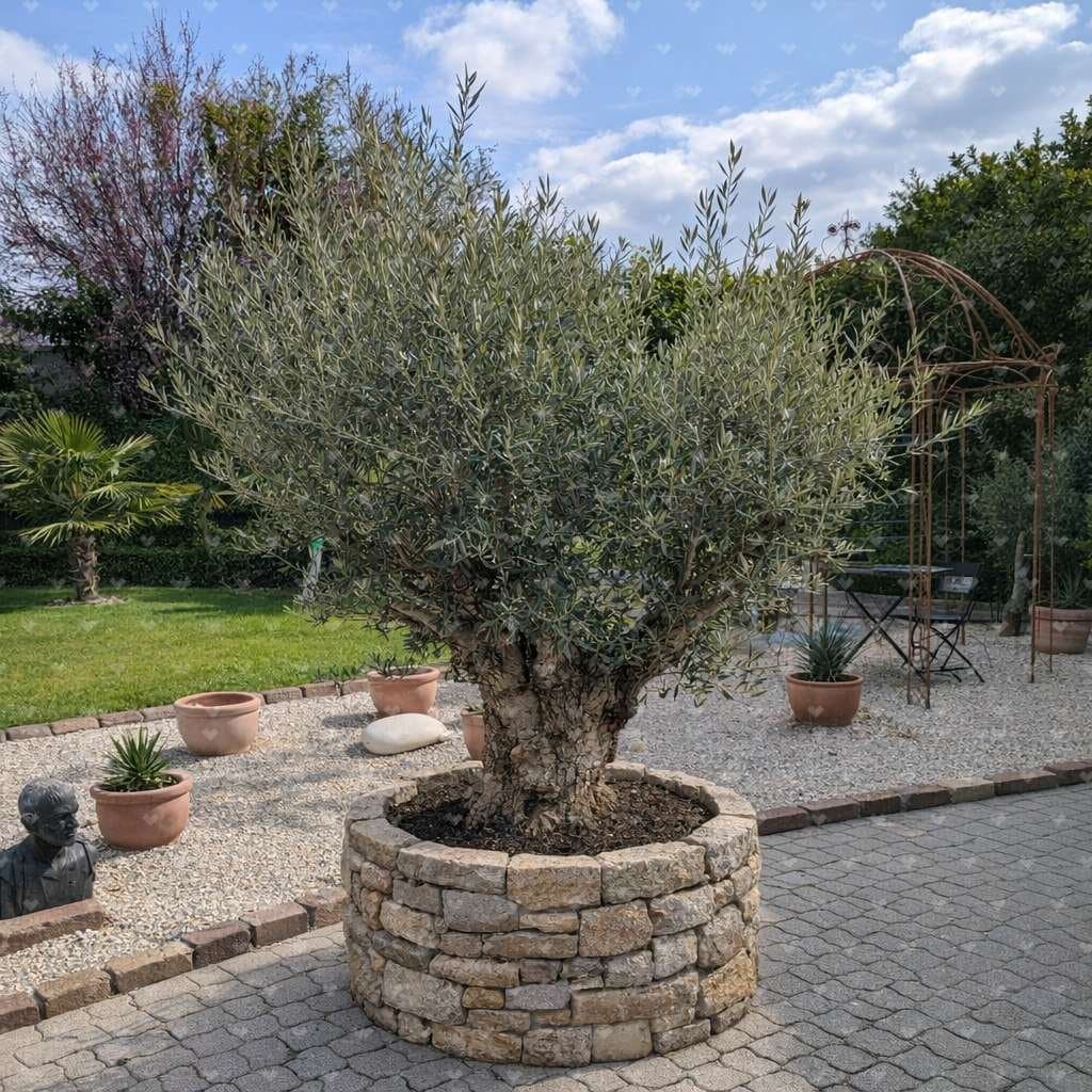 Olivenbaum_in_Stein_2026_a.jpg