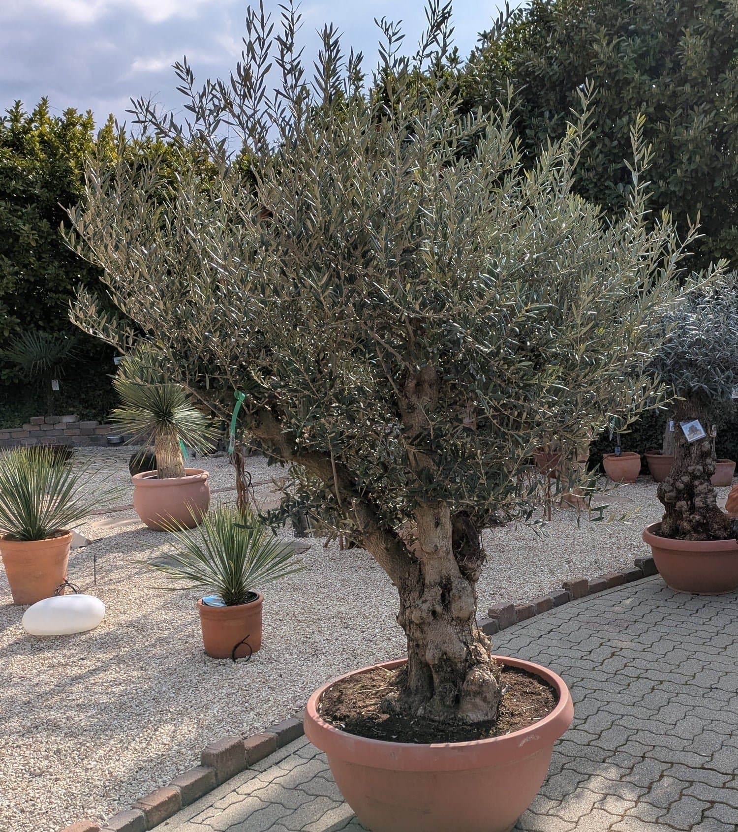 Olivenbaum2026verzweigtBowl160lb.jpg