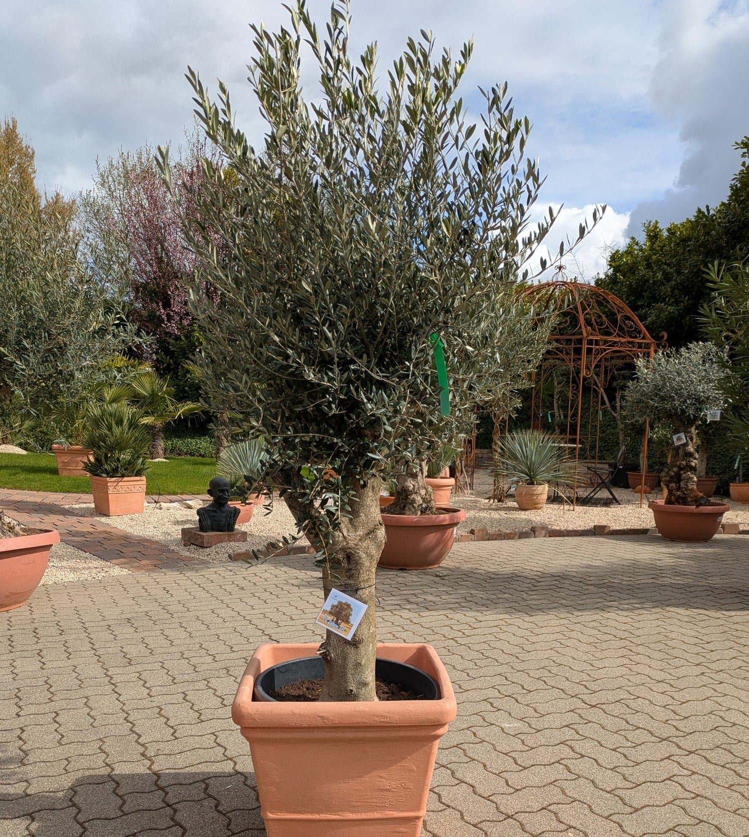 Olivenbaum_70Jahre_2026_c.jpg