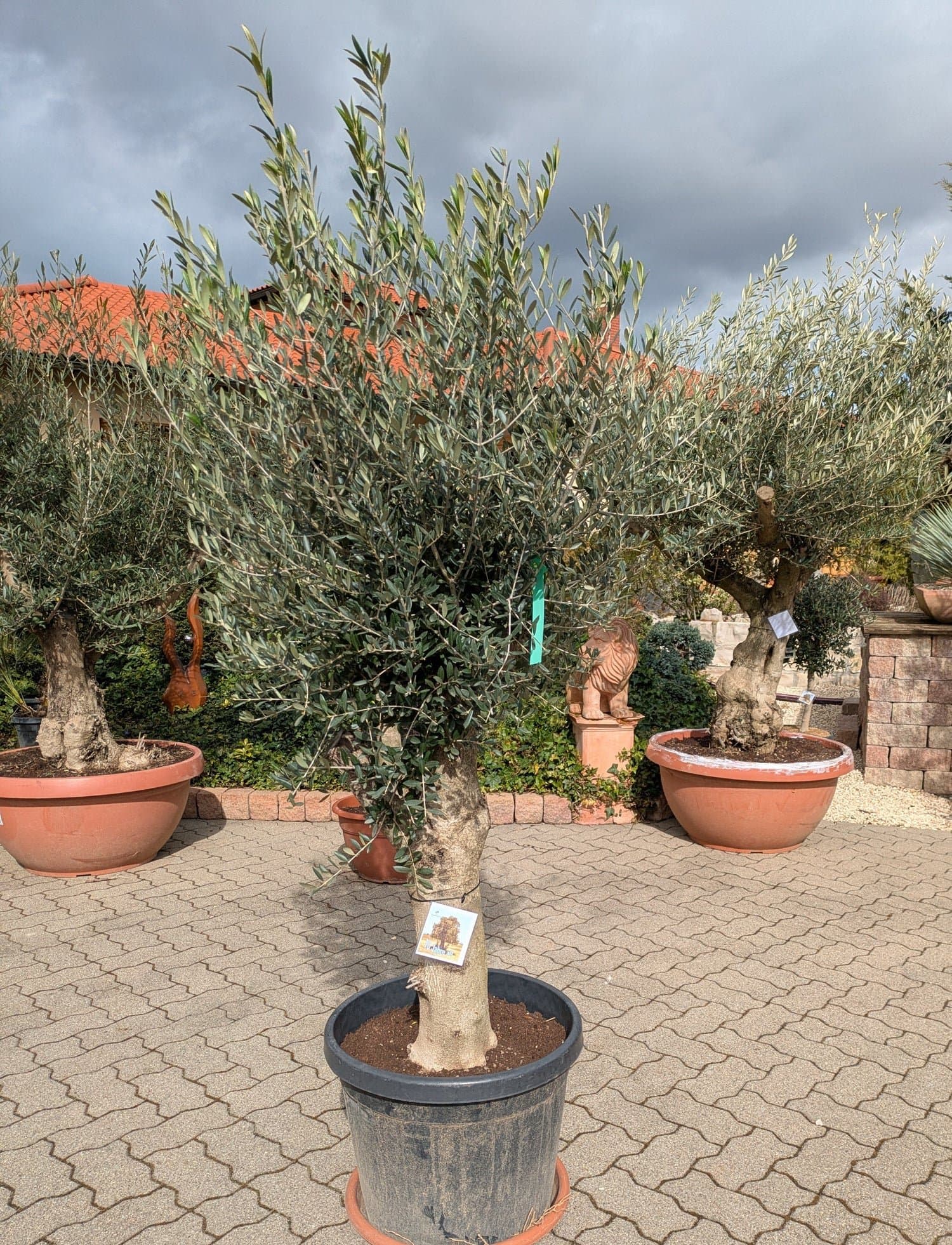 Olivenbaum_70Jahre_2026_f.jpg