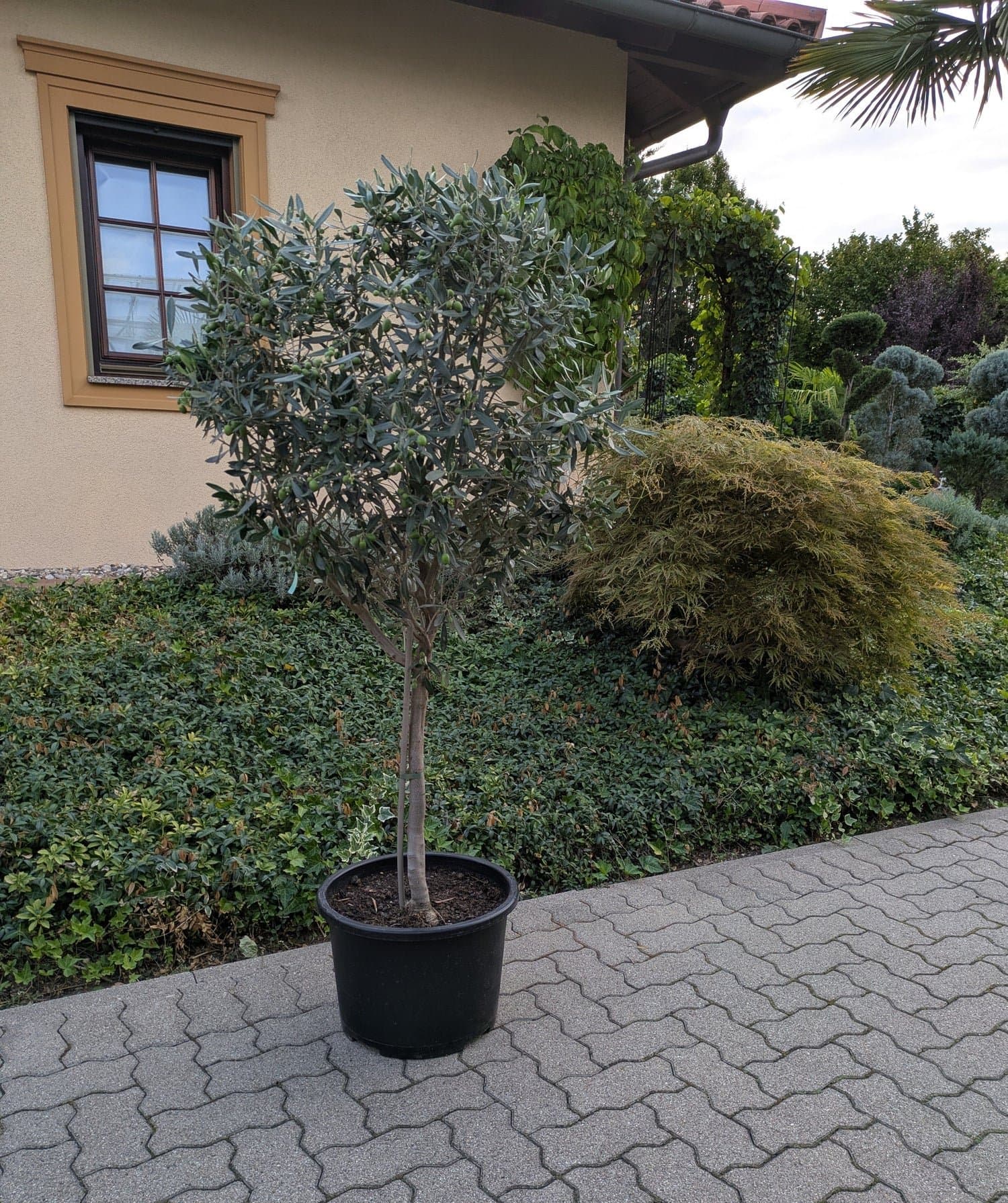 Olivenbaum_179.-_b.jpg