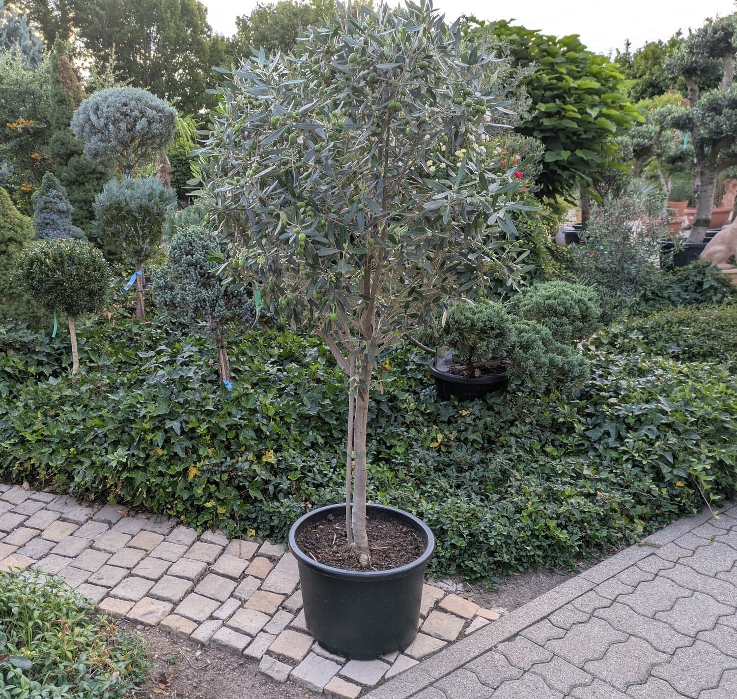 Olivenbaum_179..jpg